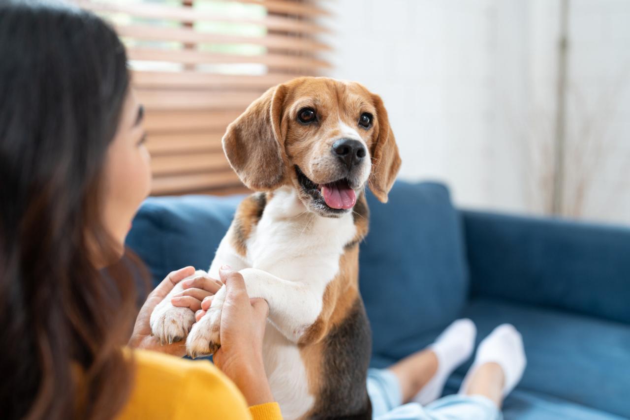 Comprendre les émotions de son chien : voici pourquoi c'est peut-être une illusion selon les chercheurs