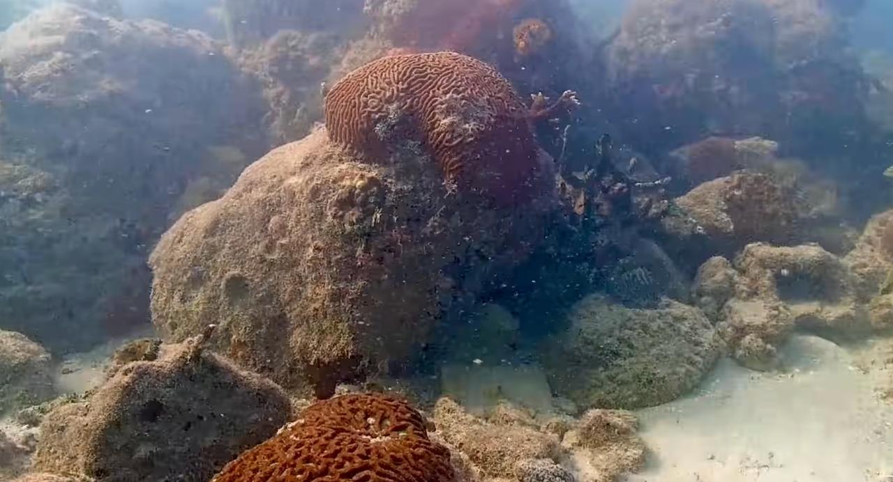 1 000 jours sous l'eau : ce que la caméra la plus patiente du monde a vu dans un port de Miami