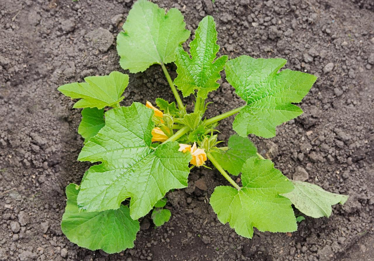 Quand semer et planter les courgettes ?