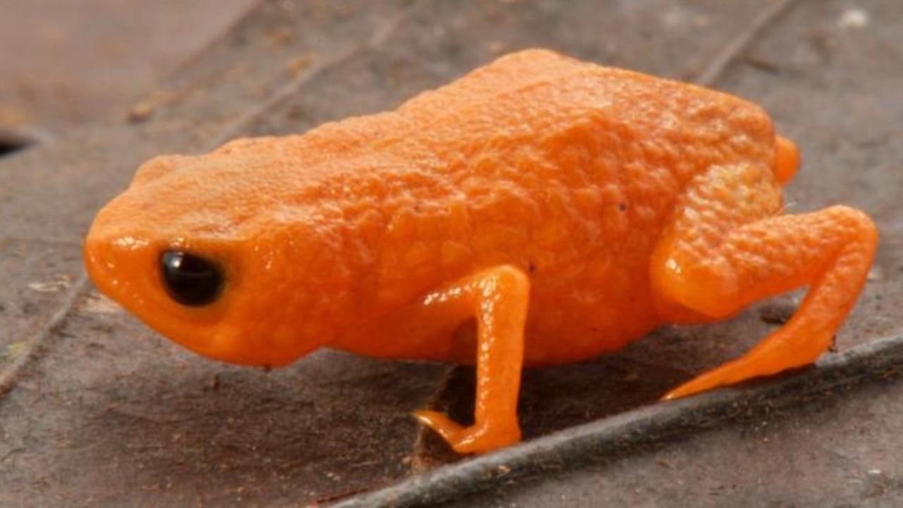 Orange vif, minuscule et longtemps invisible : ce crapaud-citrouille vient d’être décrit pour la première fois. ©&amp;nbsp;Luiz Fernando Ribeiro/CC-BY 4.0