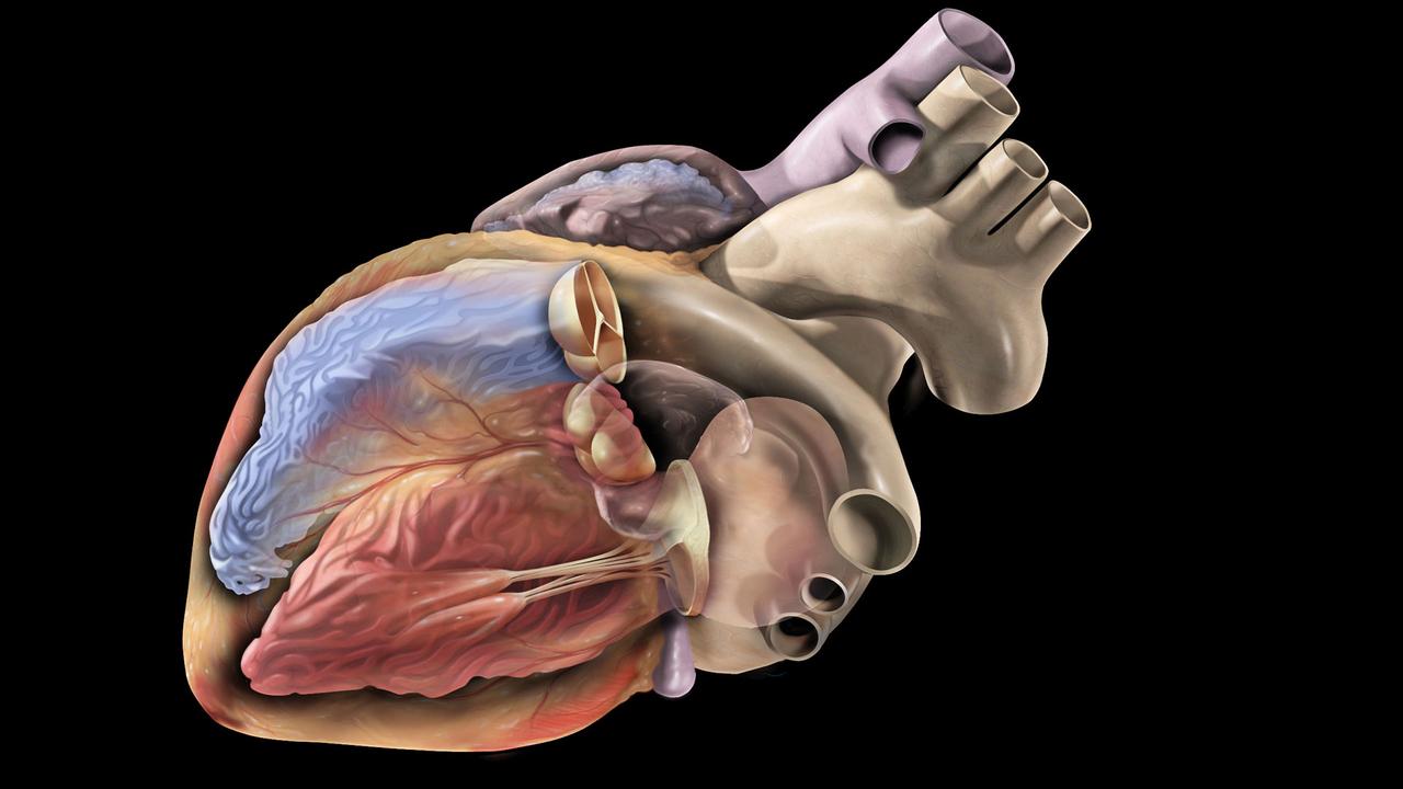 Coeur anatomie hi-res stock photography and images - Alamy, image size:1280x720
