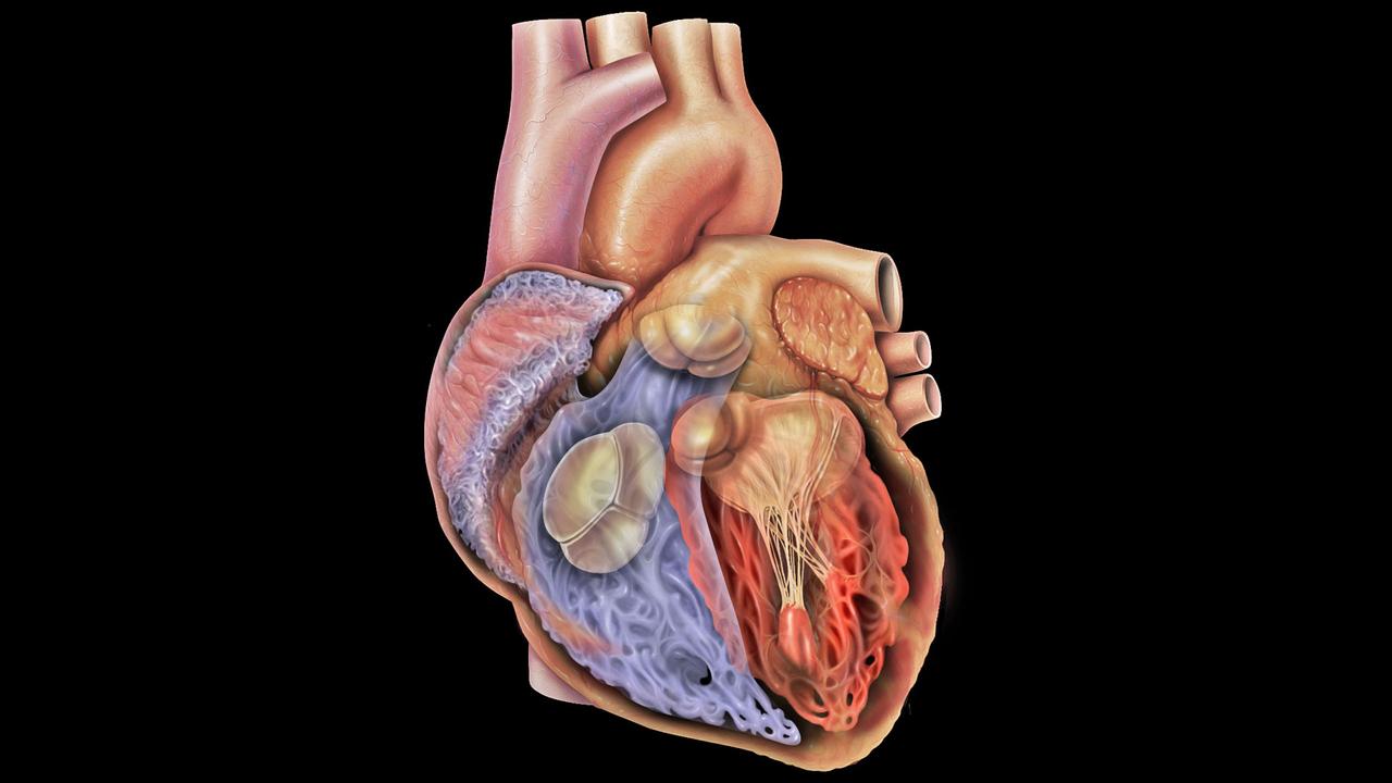 Coeur anatomie hi-res stock photography and images - Alamy, image size:1280x720