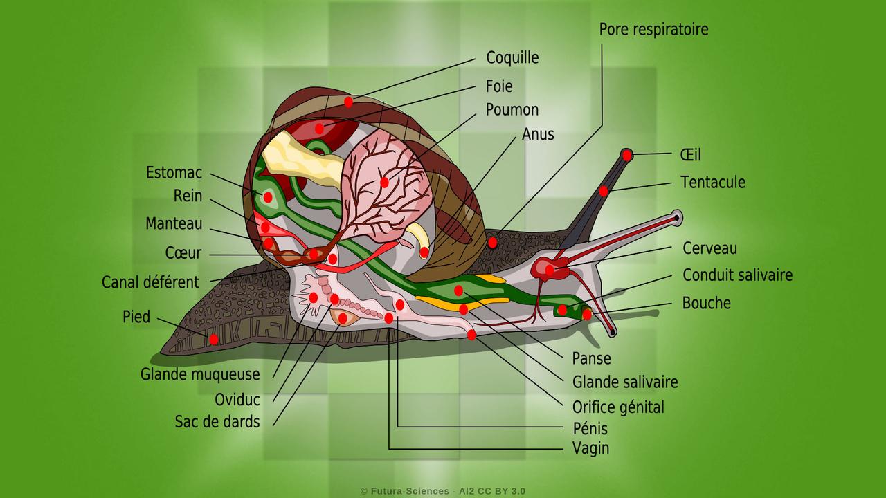Estomac: Anatomie, fonction, vascularisation, innervation | Kenhub, image size:1280x720