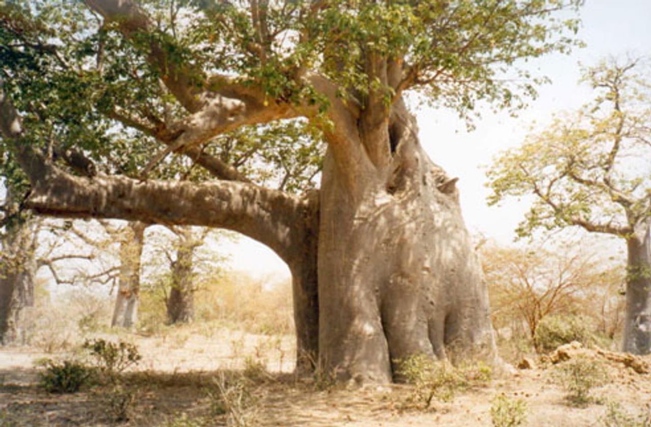 Le baobab, arbre sacré d'Afrique