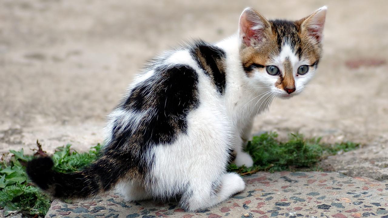 Les chats, solitaires et attachants, image size:1280x720