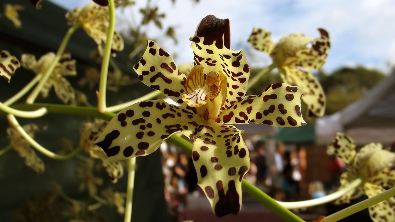 Top 21 des espèces et variétés d'orchidées, image size:1280x720