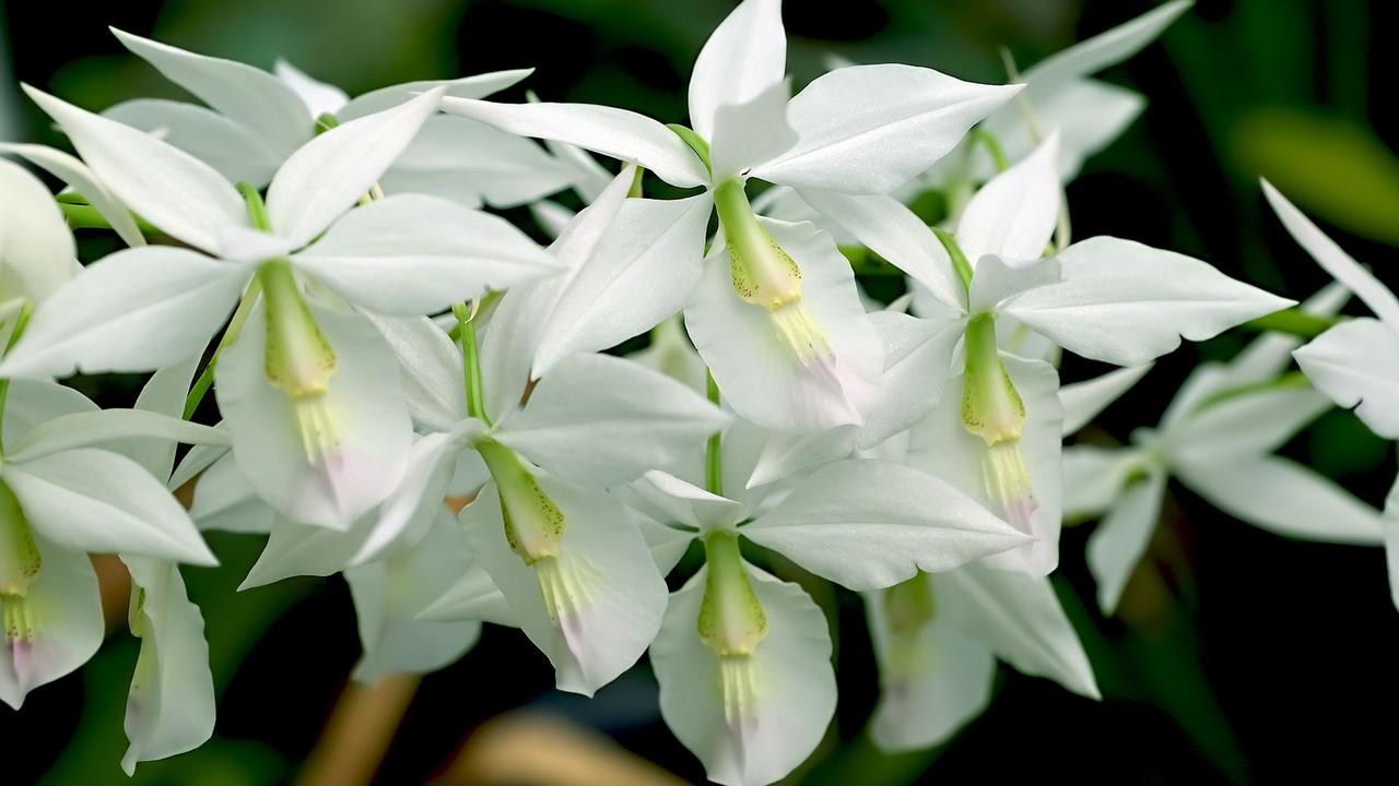Top 21 des espèces et variétés d'orchidées, image size:1280x720