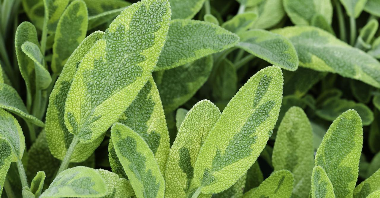 50g Feuilles De Sauge Concassées - Sauge De L'Altas - Tisane De Sauge Officinale - Arôme & Goût Intense - 100% Naturel, Pur Et Sans Additifs | Qualité Supérieure - TazarinLtd (50g