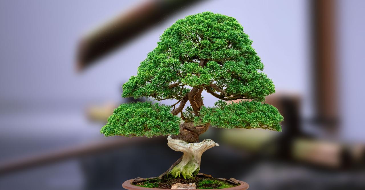 bonsai linden Large Linden (LI002) – Ecotone Bonsai main image 1