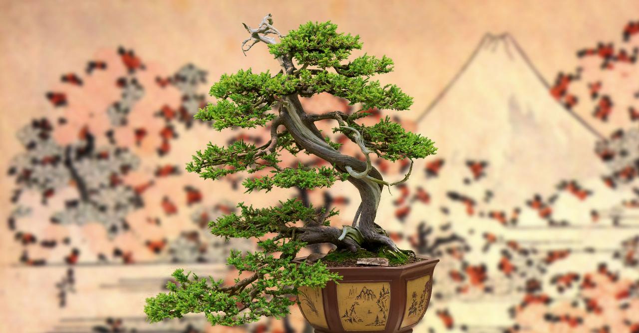 silber akazie bonsai Silber-Akazie - Acacia dealbata main image 0