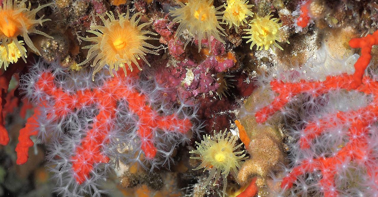 Le corail est-il animal ou végétal ?