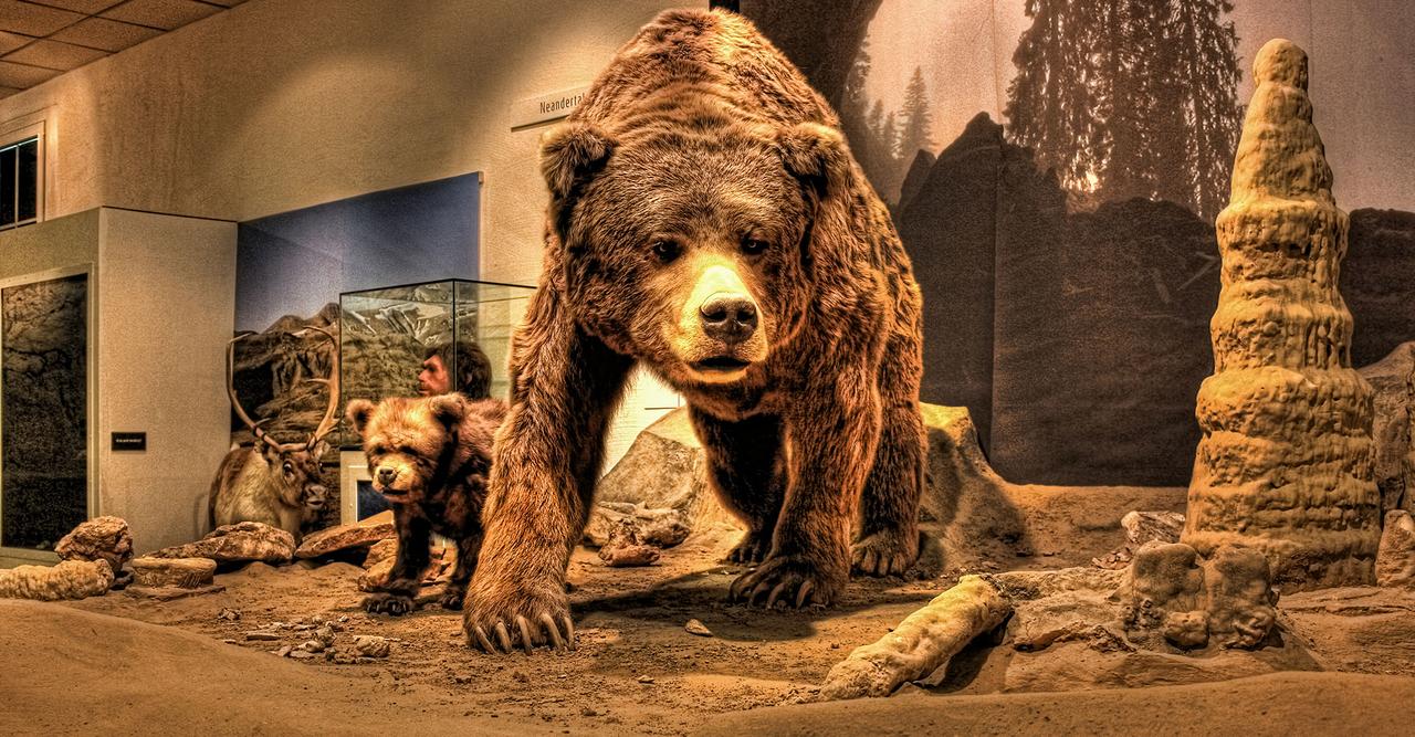 Photos \u0026 images de stock gratuites de grizzly | FreeImages, image size:1280x667