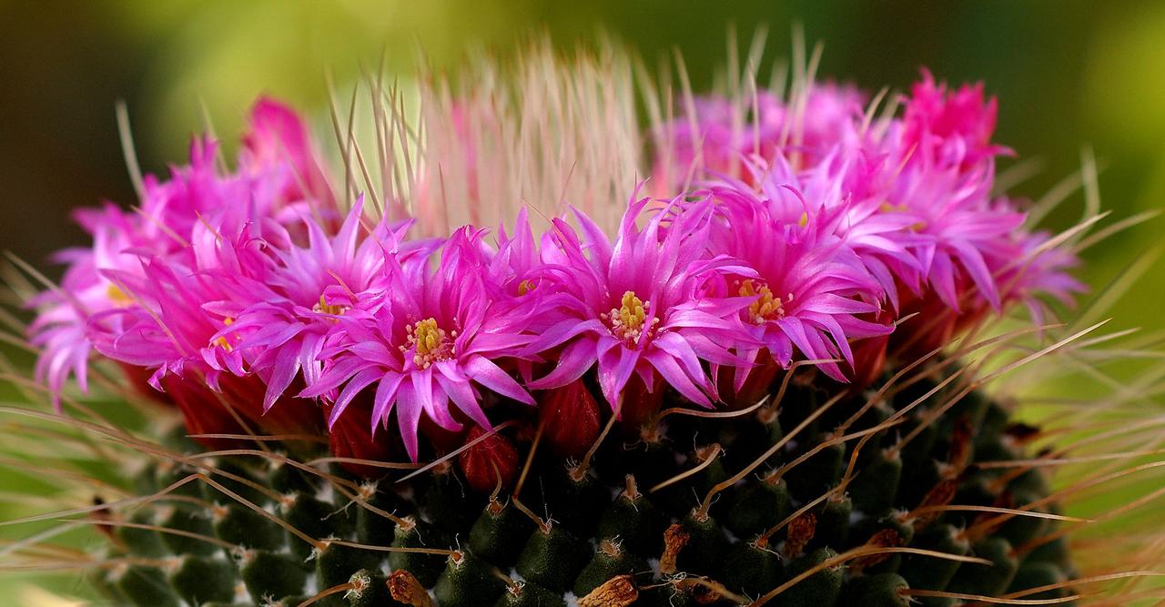 L'arrosage de vos cactus