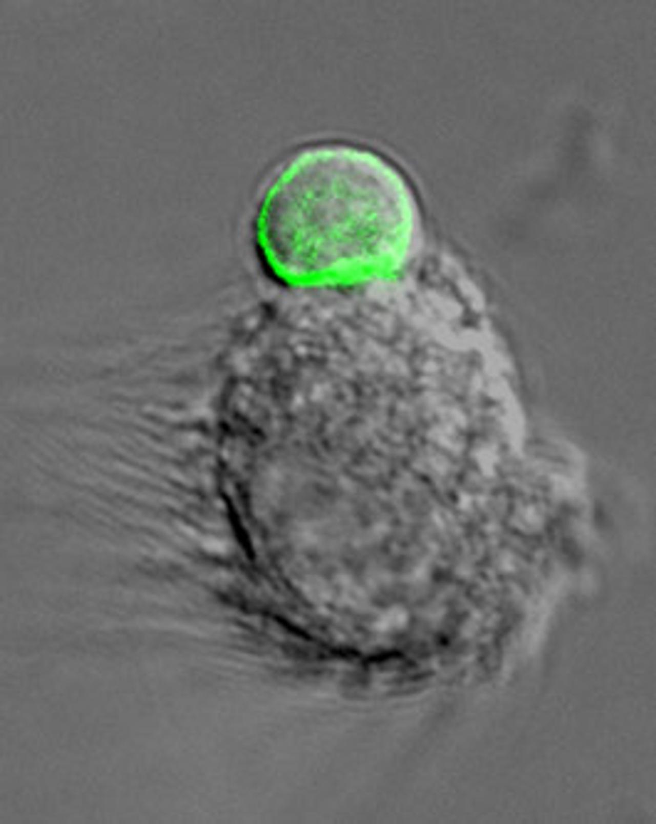 Immunologie : à la recherche de l'âme sœur, image size:1280x1608