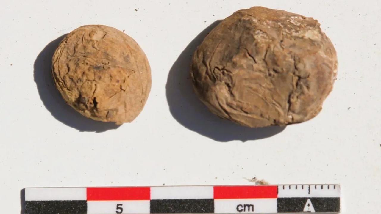 Pourquoi cette patate vieille de 500 ans fascine tant les archéologues ?