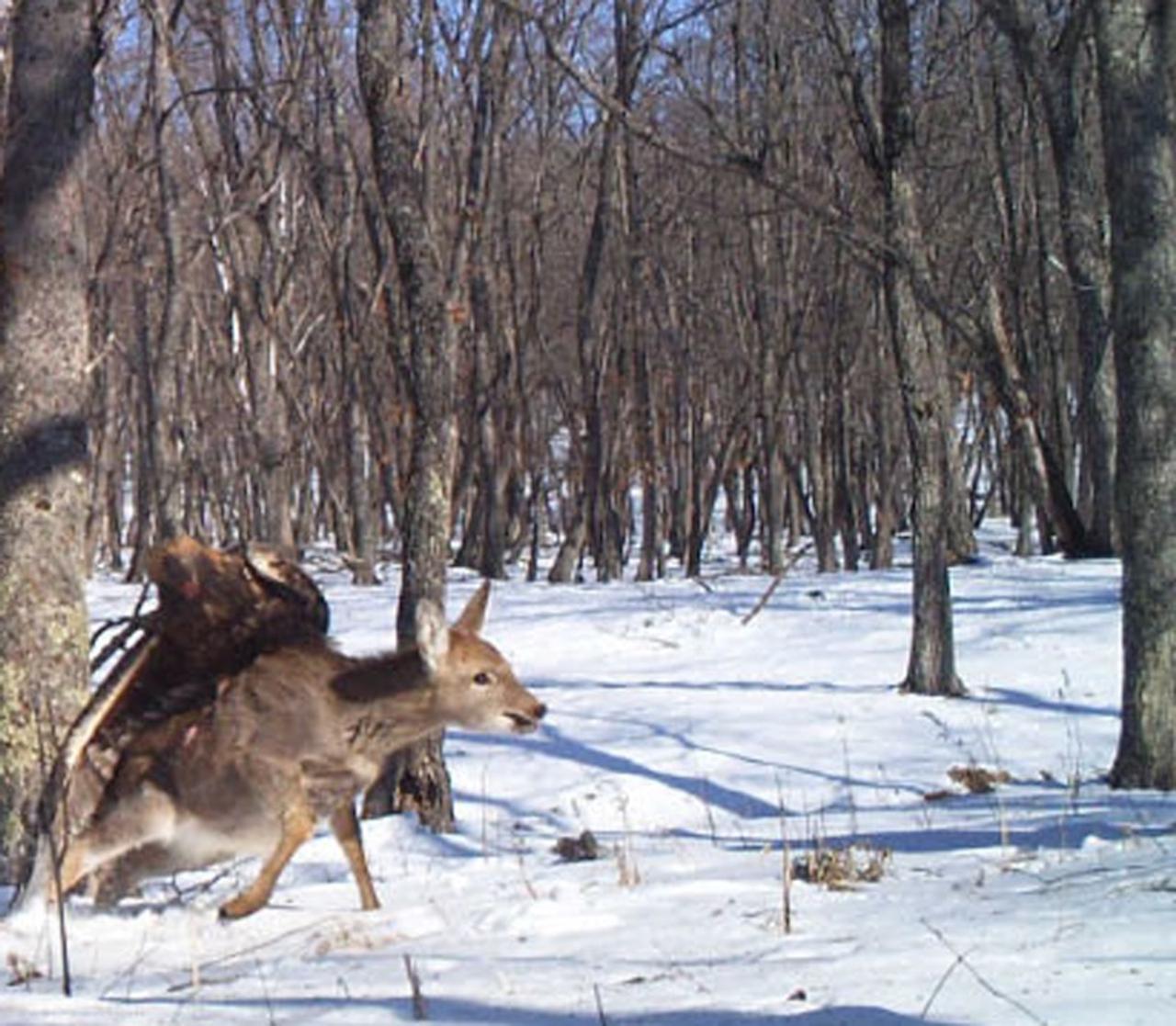 Manfred | Animal Crossing Wiki | Fandom, image size:1280x1117