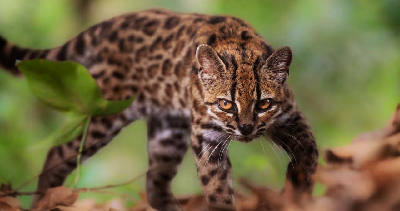 Une nouvelle espèce de chat sauvage découverte en Bolivie, une première depuis plus de 100 ans !