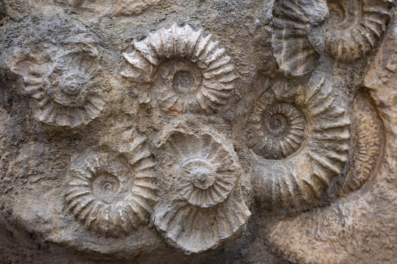 Définition | Fossile : qu'est-ce que c'est ? | Futura planète, image size:1280x853
