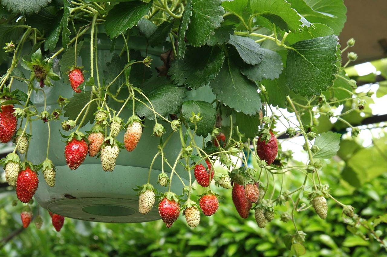Comment cultiver et entretenir des fraises hors sol — free download