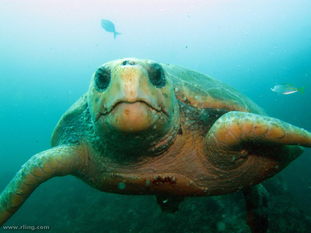 Un photographe immortalise le premier voyage d'une jeune tortue vers la  haute mer. : r/BeAmazed, image size:1280x960