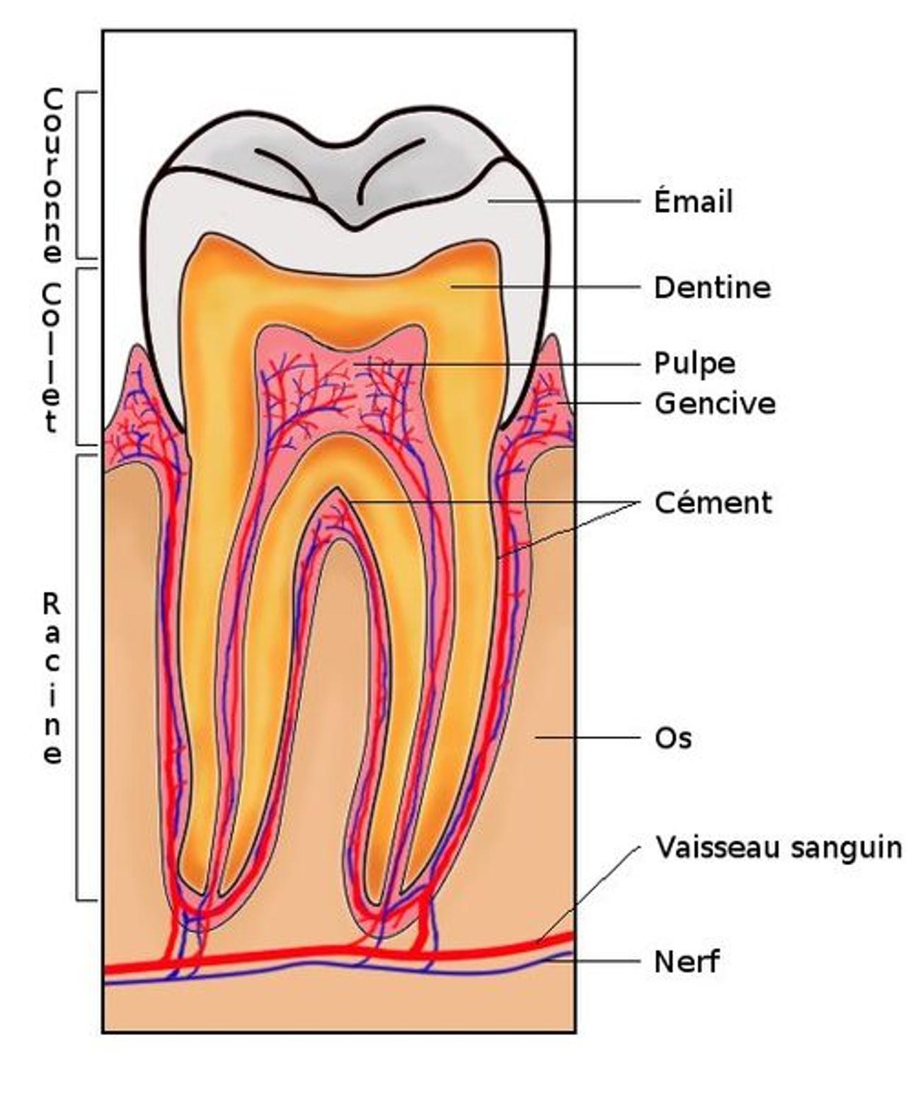 Définition Collet qu'estce que c'est ? Futura santé — free download