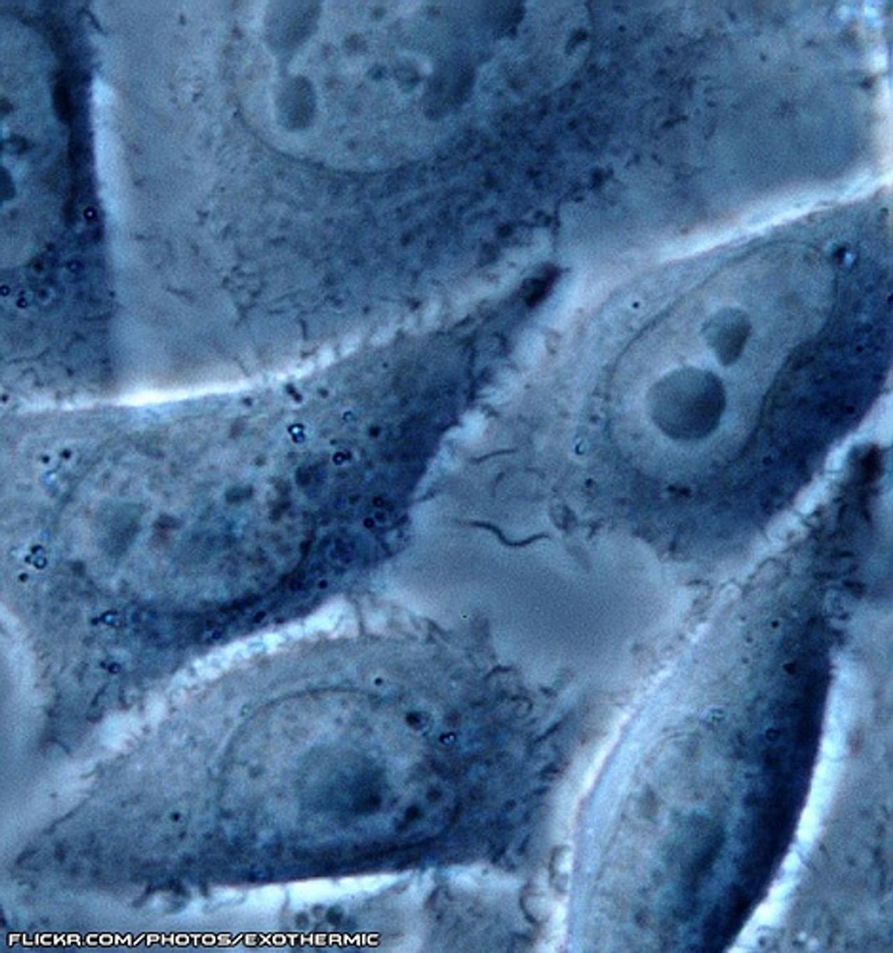 Définition Microscope à contraste de phase qu'estce que c'est — free download