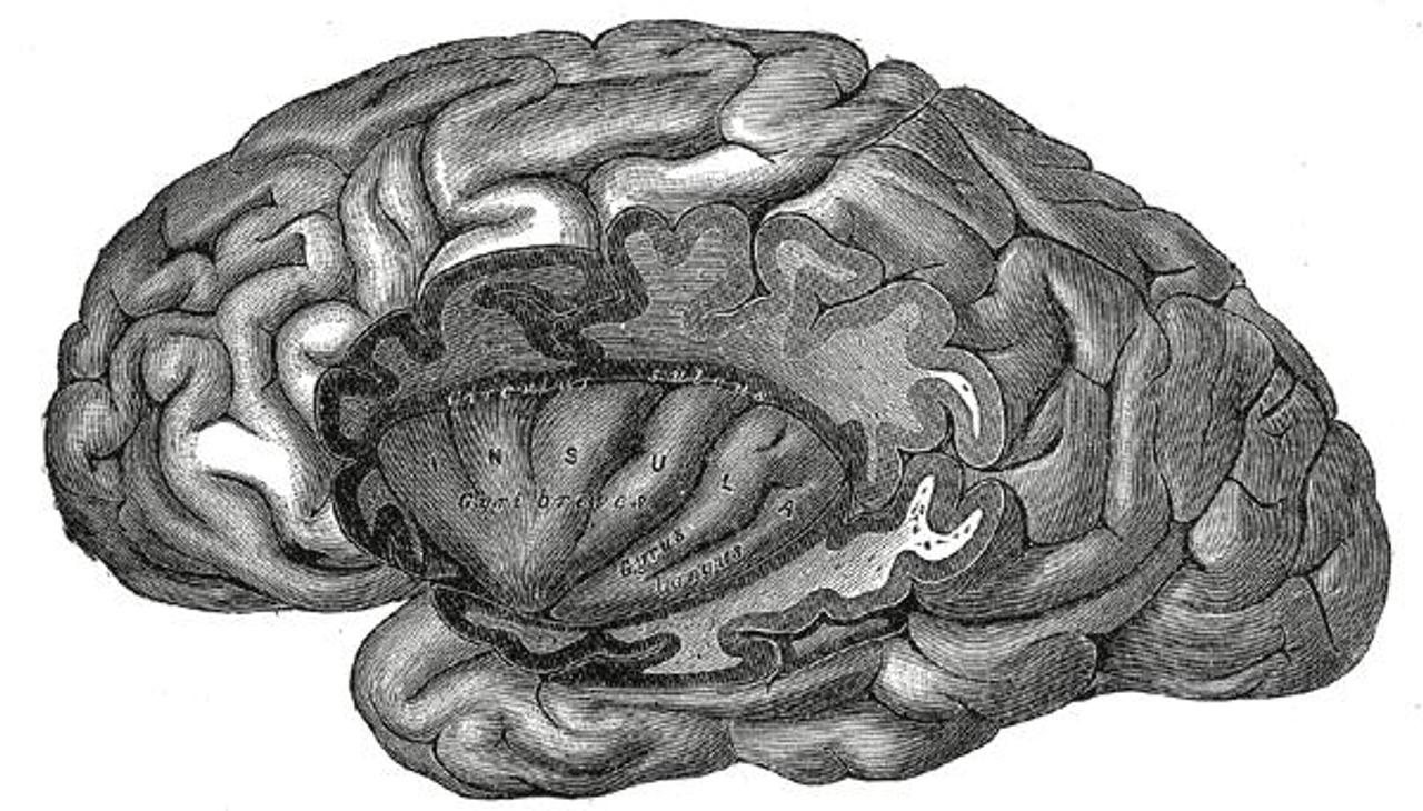 Insular Def Définition | Insula : qu'est-ce que c'est ? | Futura santé