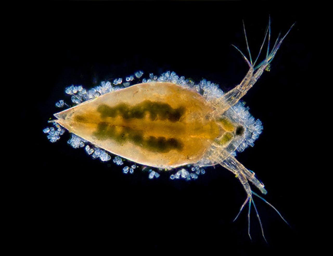 Définition Microscope à fond noir qu'estce que c'est ? Futura santé — free download