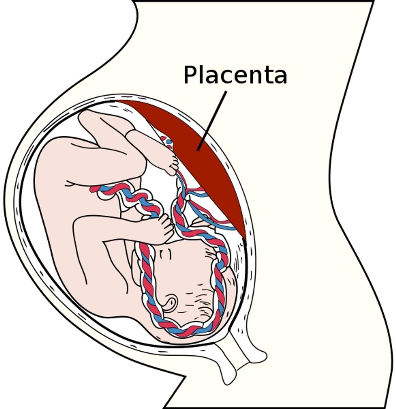 qu est ce que le placenta