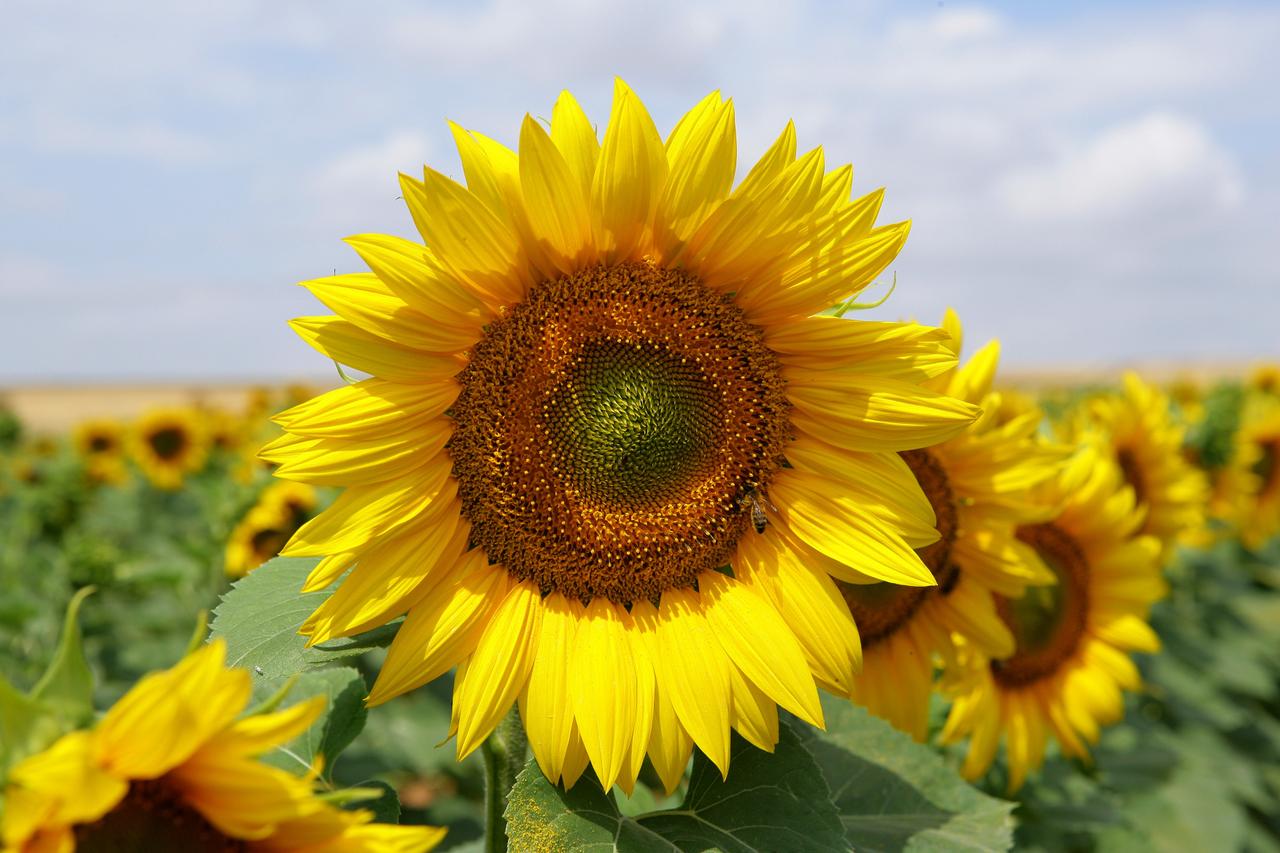 Définition | Tournesol : qu'est-ce que c'est ? | Futura santé, image size:1280x853