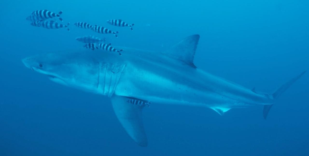 « Nous ne nous attendions pas du tout à ça » : un grand requin blanc filmé pour la première fois en Méditerranée !