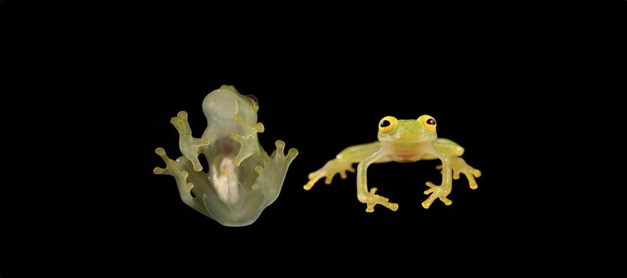 Histoire de la grenouille qui réussit à grimper