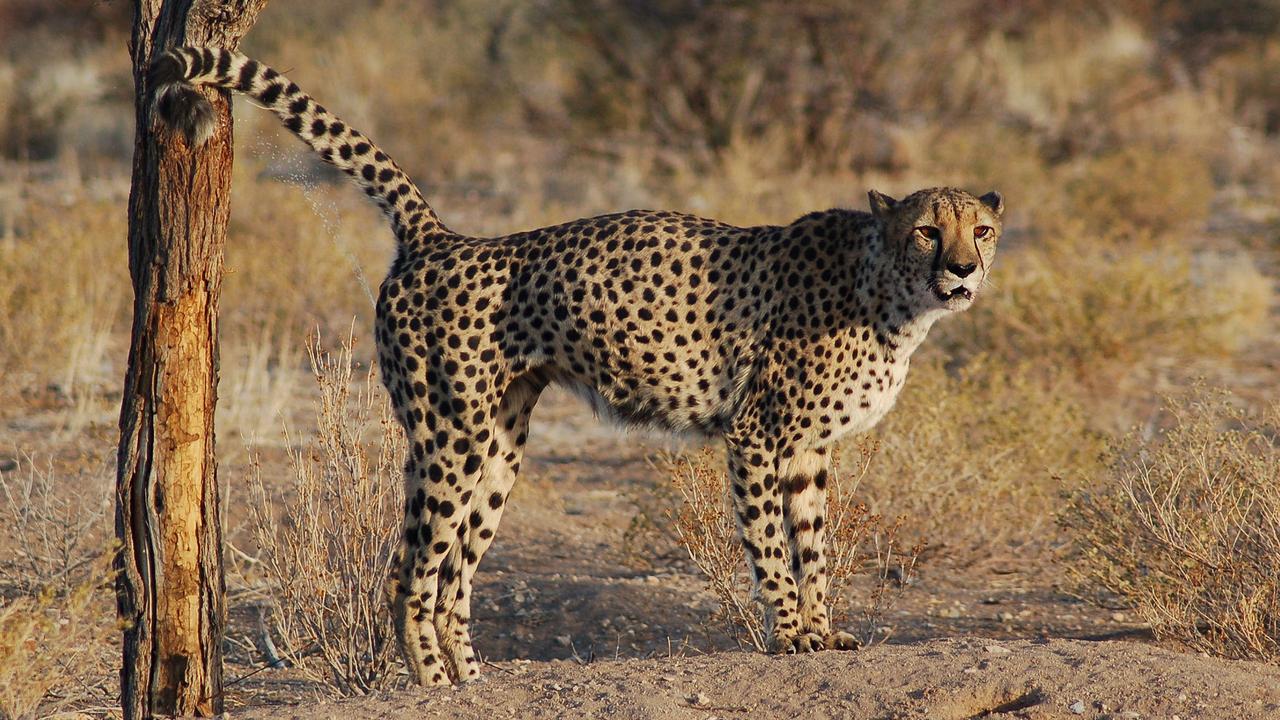 Image de guépard marquant son territoire