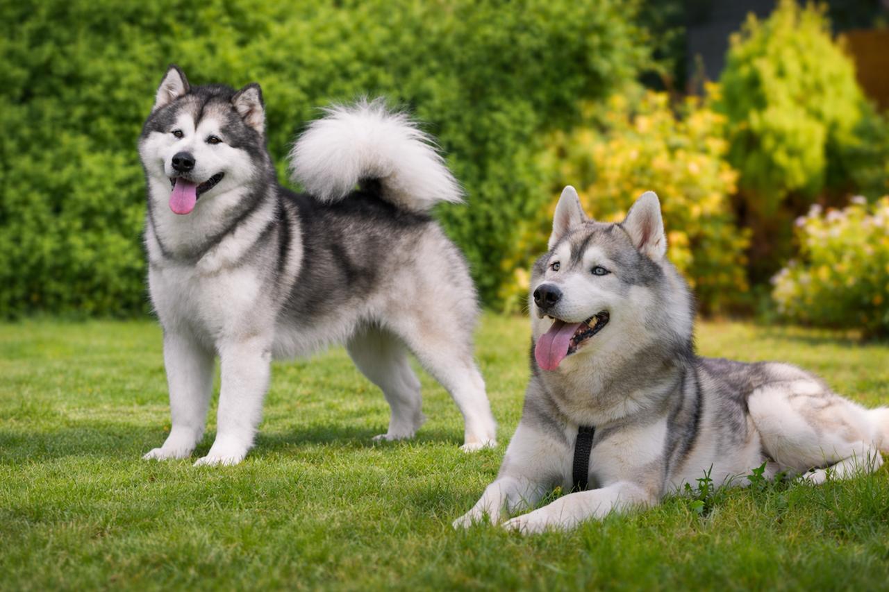 Husky sibérien ou Malamute d’Alaska : comment les différencier ?