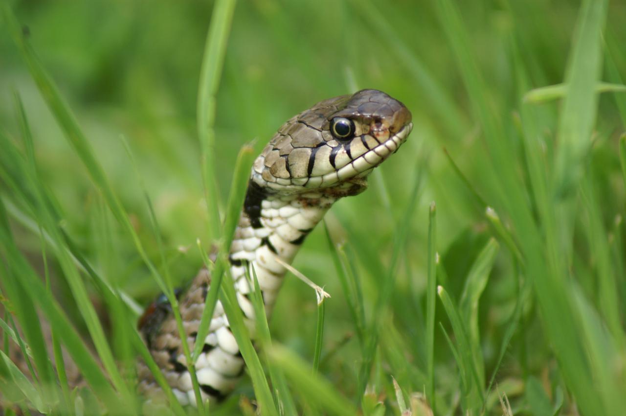 Le saviez-vous ? Un serpent dans votre jardin dit beaucoup de la santé de  votre écosystème, image size:1280x850