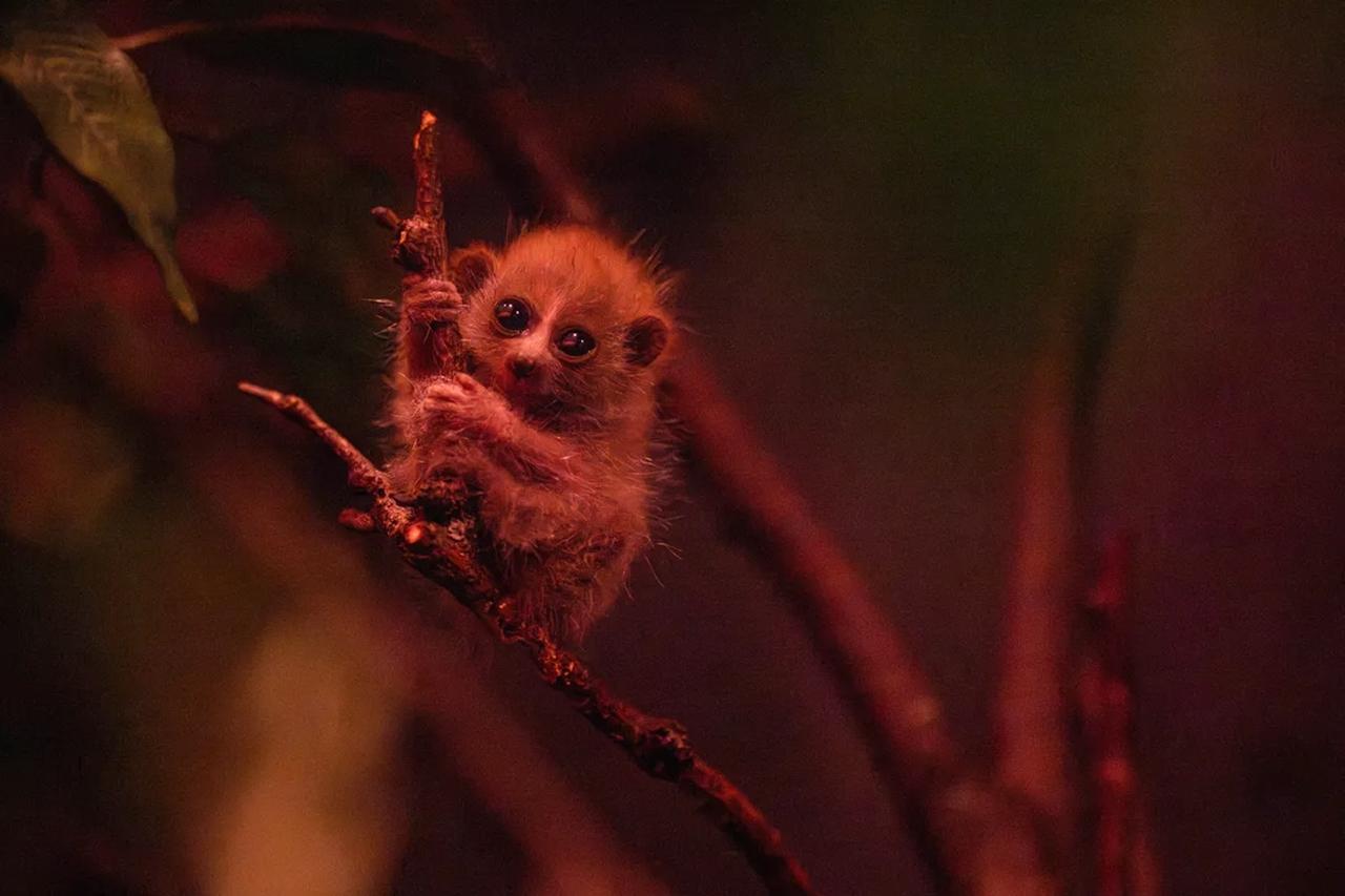 Il est minuscule, adorable… et venimeux : un bébé loris pygmée vient de naître au zoo du Bronx