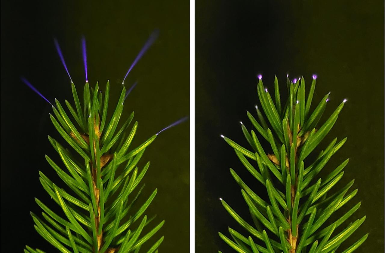 « Comme une nuée de lucioles ultraviolettes » : des chercheurs ont enfin pu filmer des halos fantomatiques dans les arbres