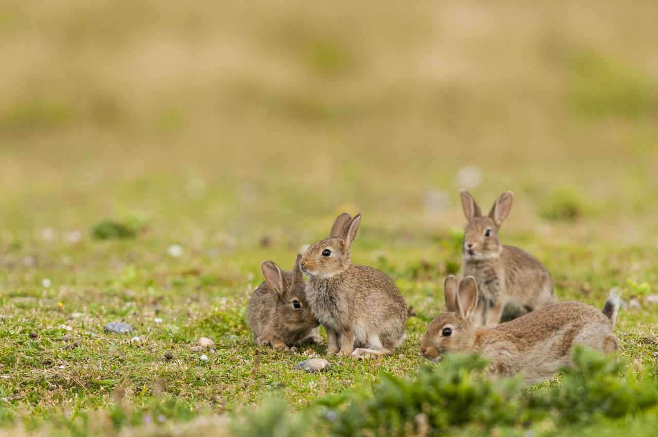 L'  bola du lapin  dcime des milliers d'animaux aux tats-Unis