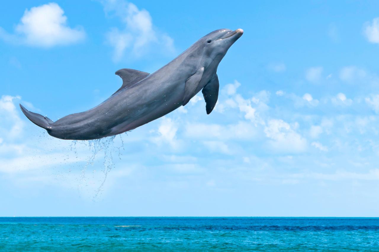 Point de non-retour : orques et dauphins sont « verrouillés » dans l’océan, pour toujours
