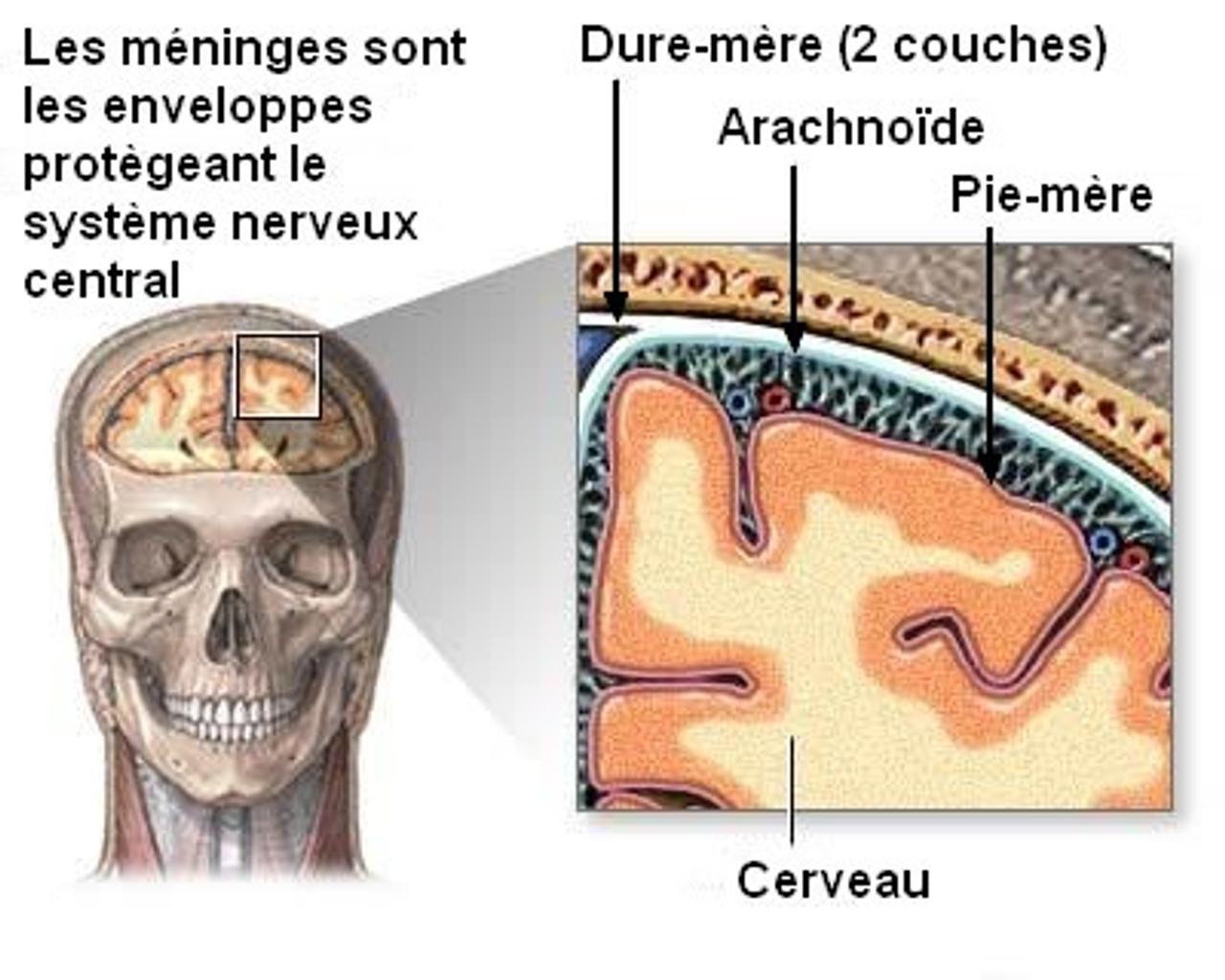 d-finition-dure-m-re-qu-est-ce-que-c-est-futura-sant