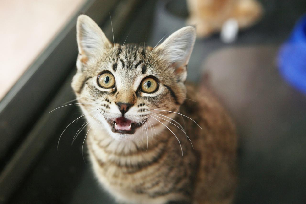 Voici la méthode la plus efficace pour appeler votre chat, selon la science