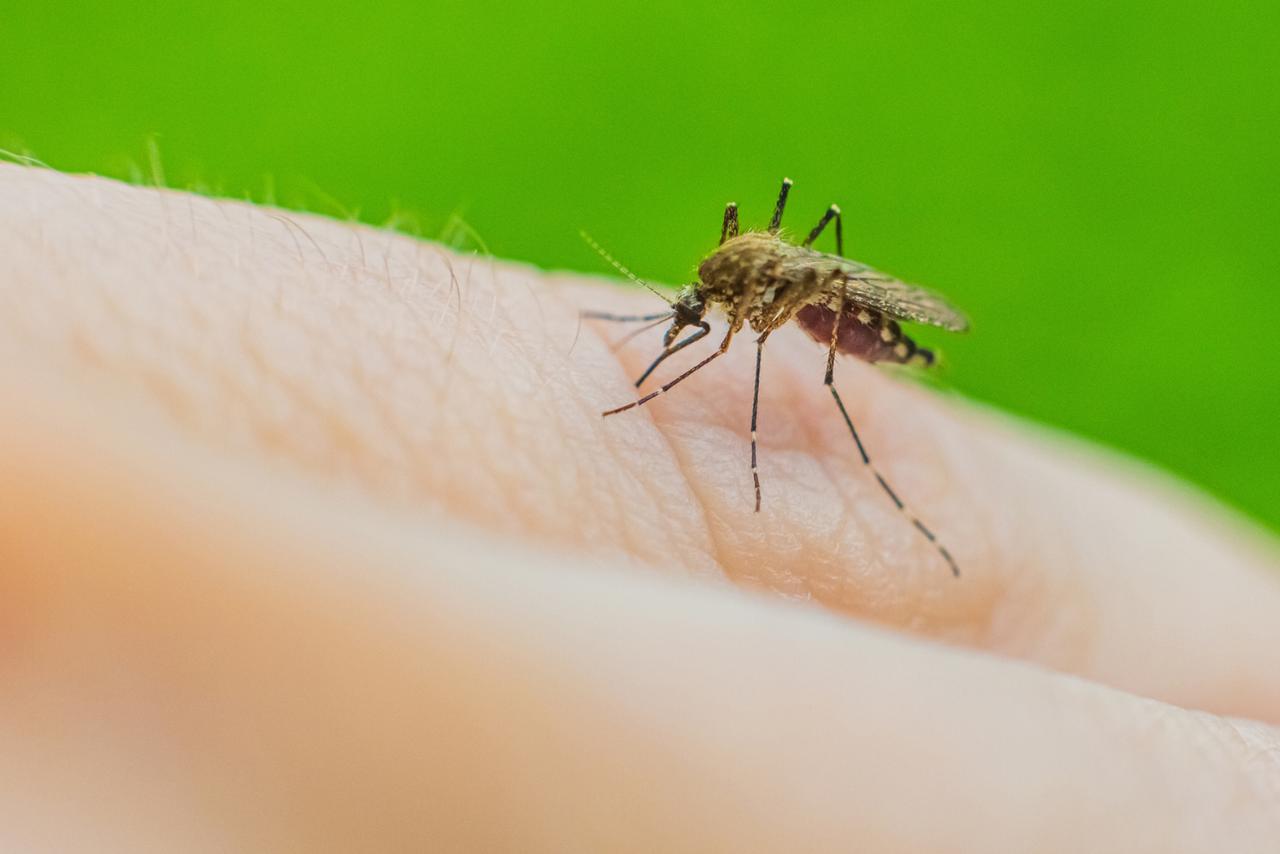 Why Some People Are Mosquito Magnets: The Science Explained