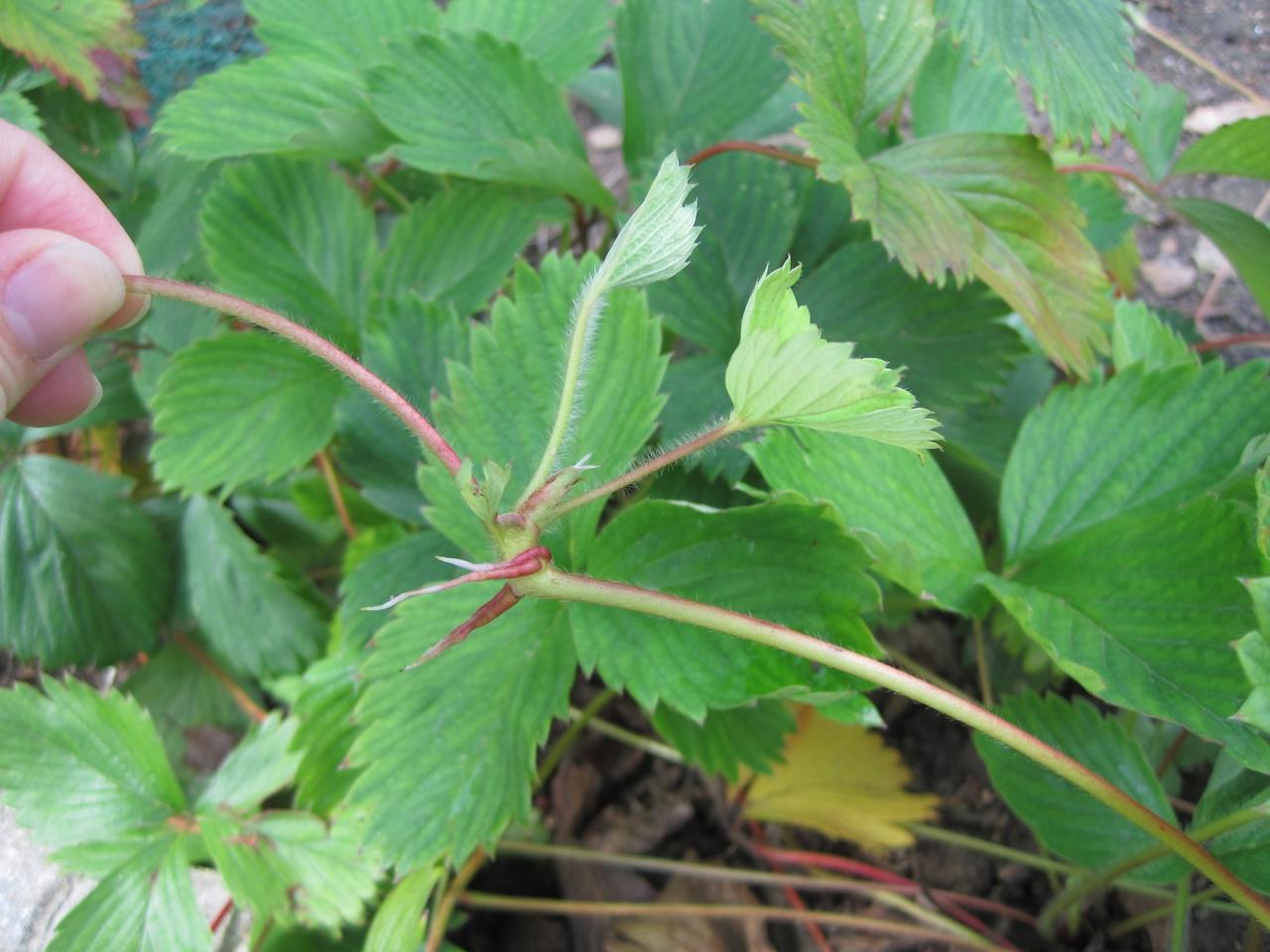 Comment multiplier les pieds de fraisiers ?