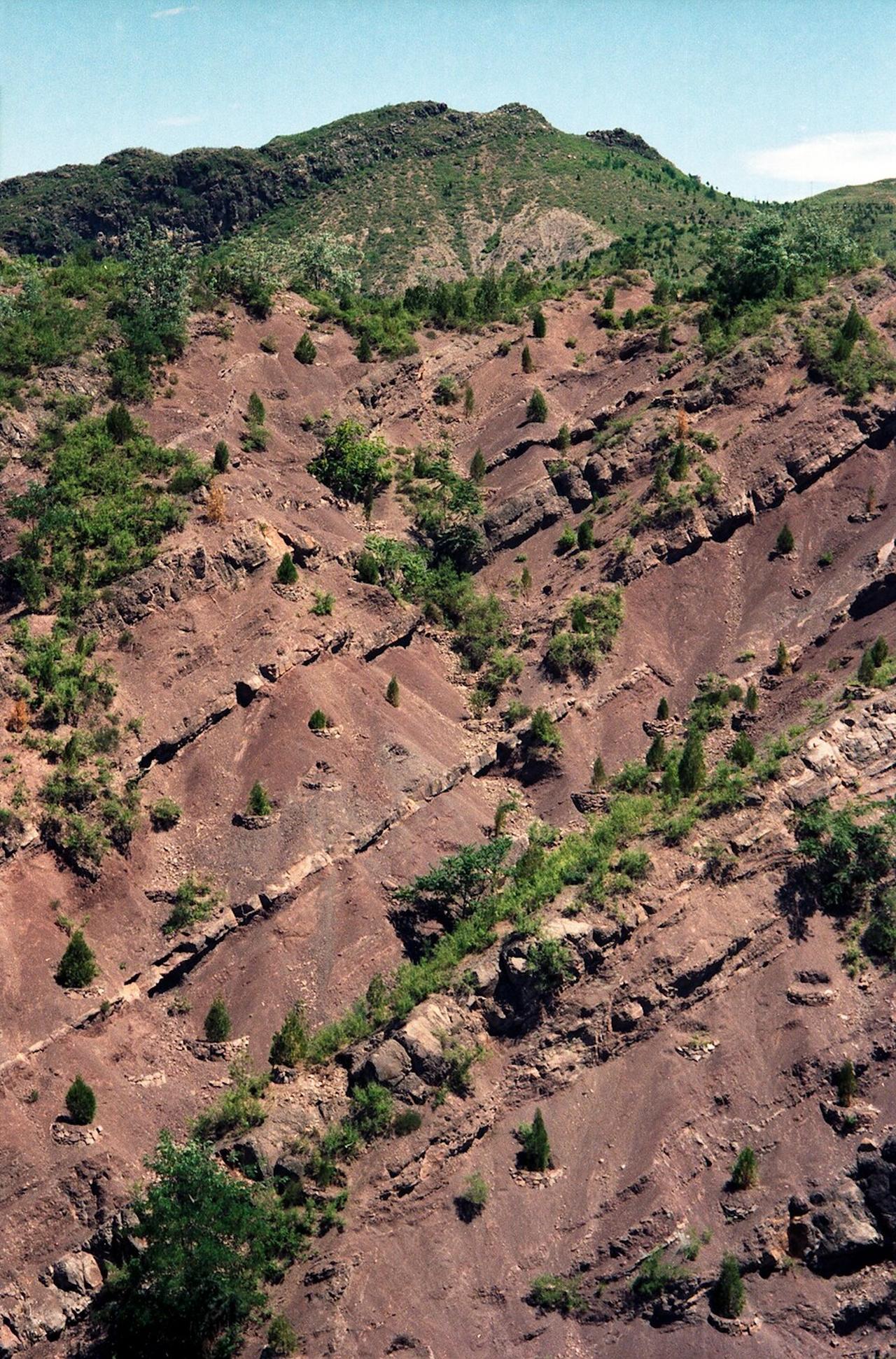 Grande Muraille verte de Chine : les 66 milliards d’arbres plantés cachent un résultat spectaculaire