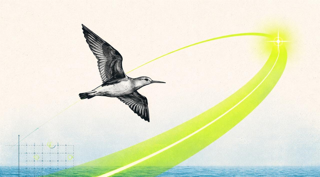 Les données sont formelles : cet oiseau a traversé l’océan sur une distance hallucinante en 11 jours seulement !