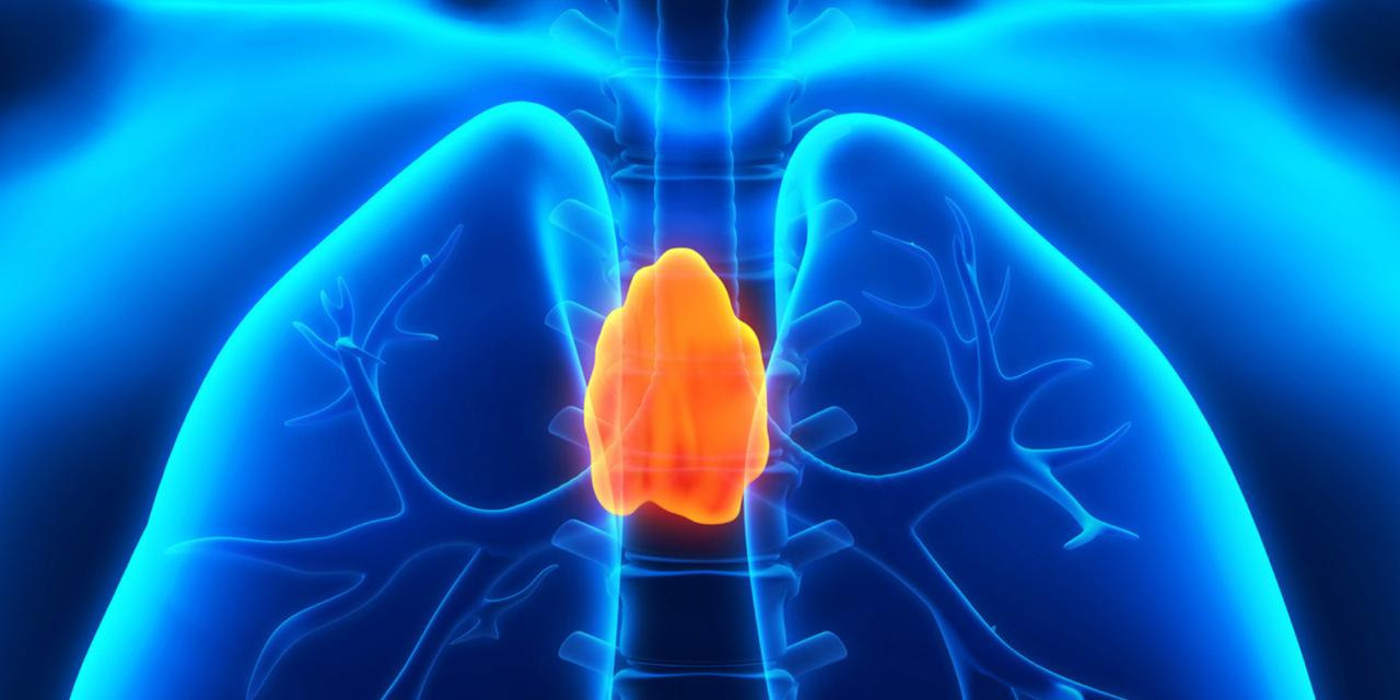 Cet organe longtemps négligé par la médecine pourrait être la clé d'une vie longue et en bonne santé