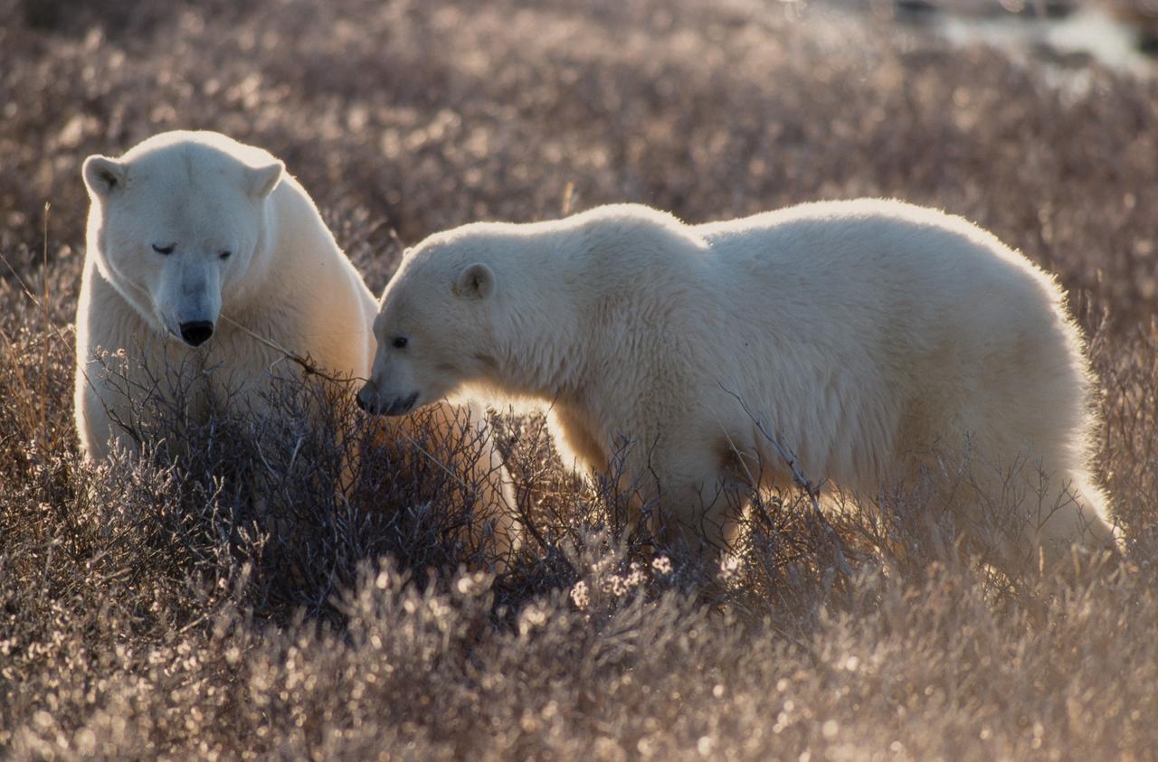 Tout a changé pour l'ours polaire et le béluga : « tous les écosystèmes  sont touchés » par le réchauffement climatique, image size:1280x843