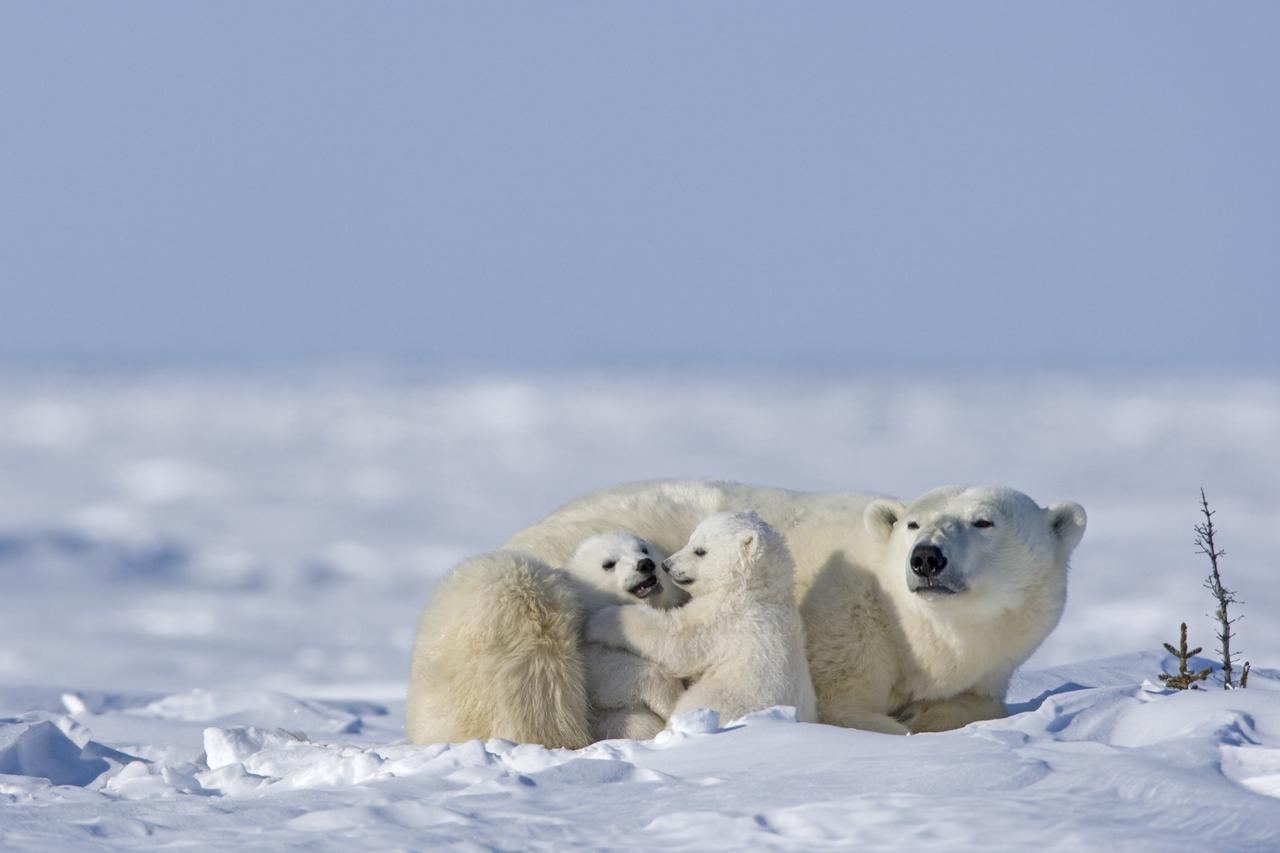 Les ours polaires s'entre-dévorent pour survivre dans l'Arctique russe, image size:1280x853