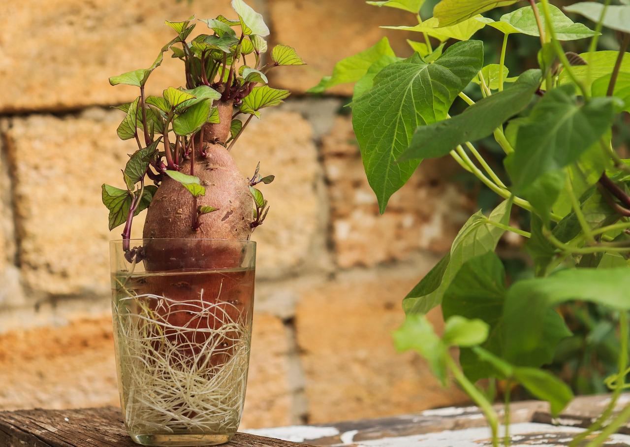 Comment dmarrer la culture des patates douces ?