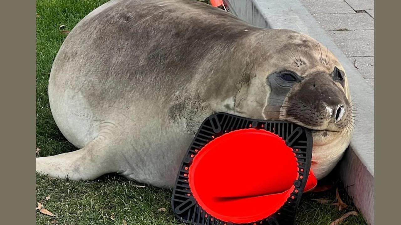 Pourquoi Neil, l’éléphant de mer viral sur TikTok, s’acharne-t-il autant sur les cônes de signalisation ?